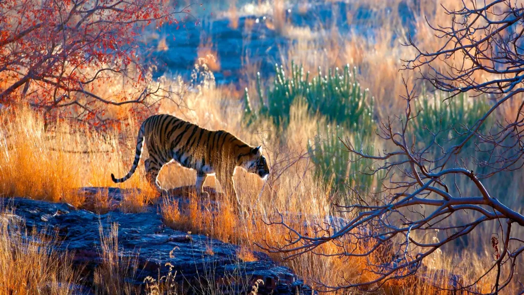 Ranthambore national park safari booking